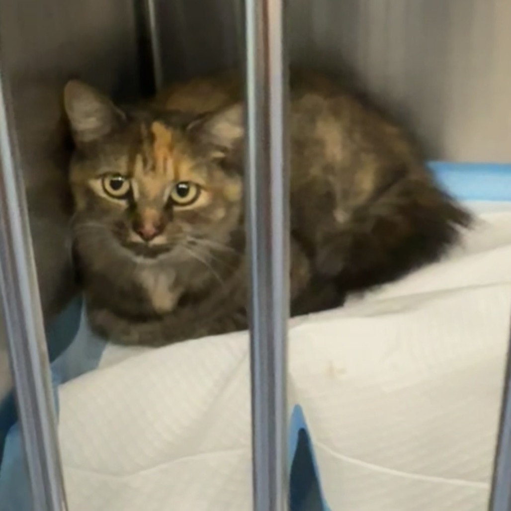 Shelter Stray Female Cat last seen , 980 Guilford College Rd, Greensboro, NC 27409, USA