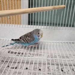 Shelter Stray Unknown Other last seen , 2608 Center St, Tacoma, WA 98409, USA