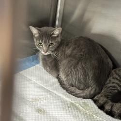 Shelter Stray Unknown Cat last seen , 980 Guilford College Rd, Greensboro, NC 27409, USA