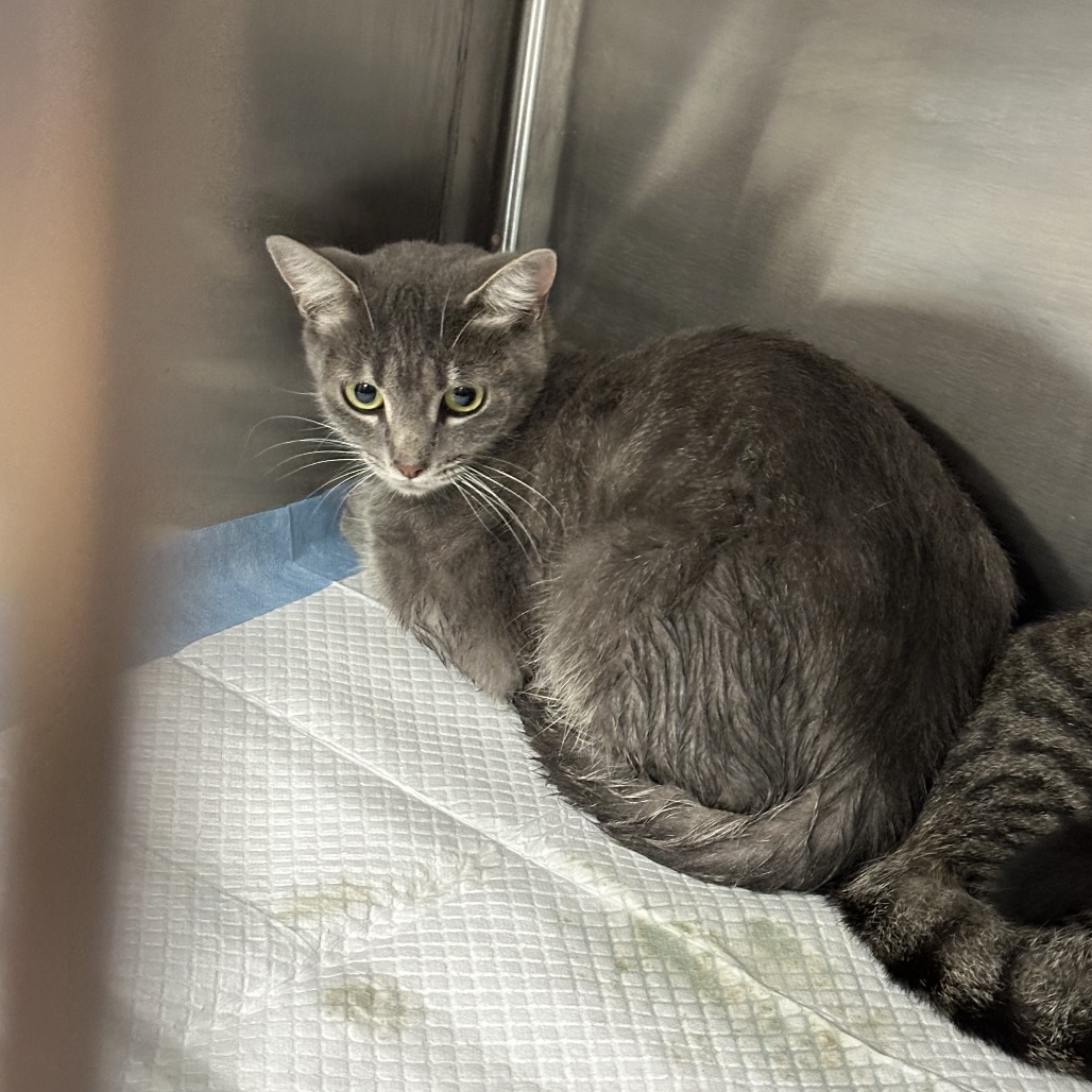 Shelter Stray Unknown Cat last seen , 980 Guilford College Rd, Greensboro, NC 27409, USA