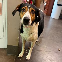Shelter Stray Female Dog last seen , 3428 S Jenkins Ave, Norman, OK 73072, USA