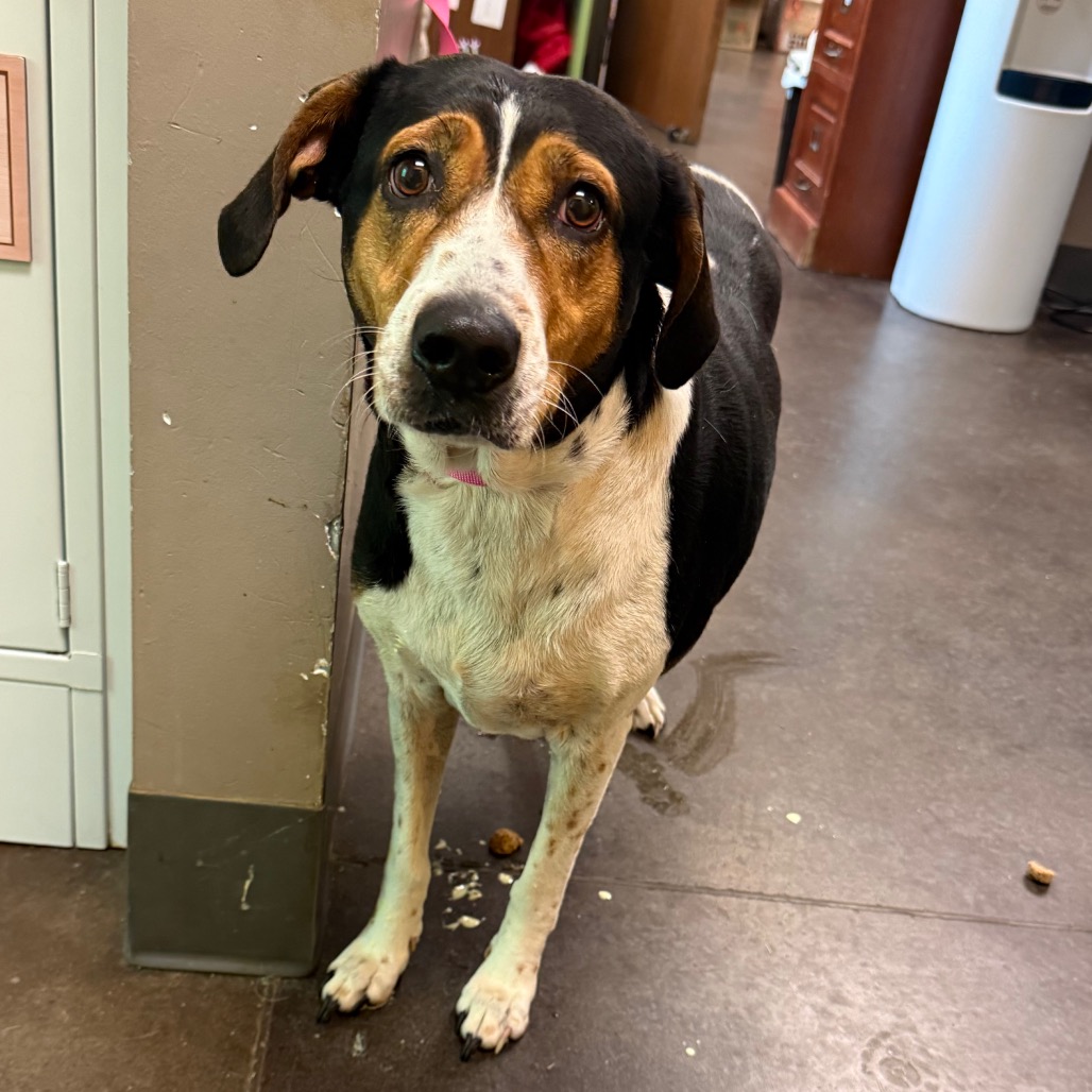 Shelter Stray Female Dog last seen , 3428 S Jenkins Ave, Norman, OK 73072, USA