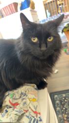 Lost Female Cat last seen Sparks blvd and Los Altos, Sparks, NV 89436