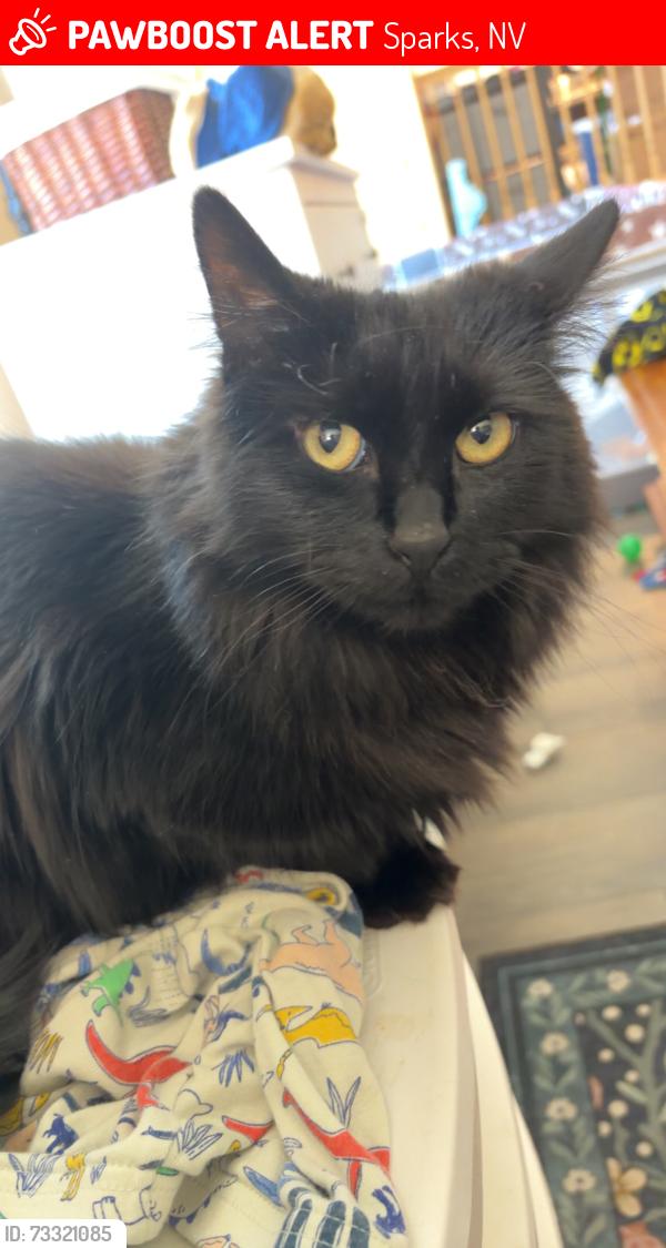 Lost Female Cat last seen Sparks blvd and Los Altos, Sparks, NV 89436