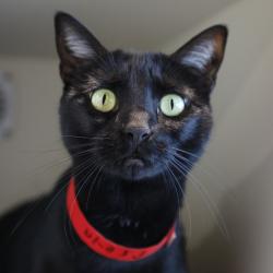 Shelter Stray Female Cat last seen , 3607 N Armenia Ave, Tampa, FL 33607, USA