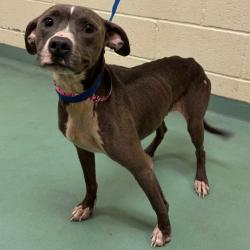 Shelter Stray Female Dog last seen , 2350 Appling City Cove, Memphis, TN 38133, USA
