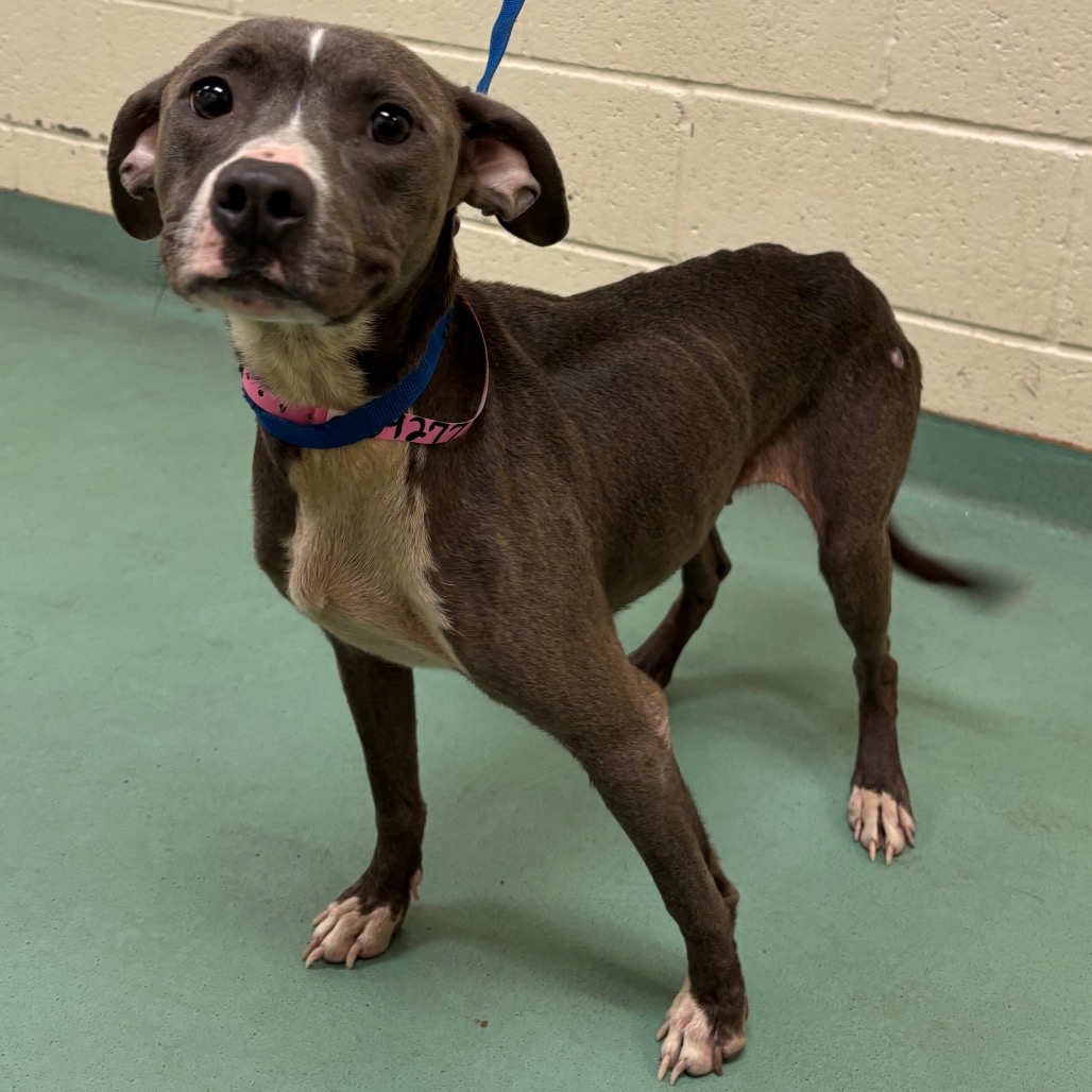 Shelter Stray Female Dog last seen , 2350 Appling City Cove, Memphis, TN 38133, USA