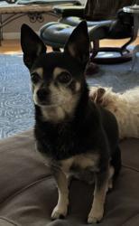 Reunited Female Dog last seen Interstate Ave & N Wygant St, Portland, OR 97217