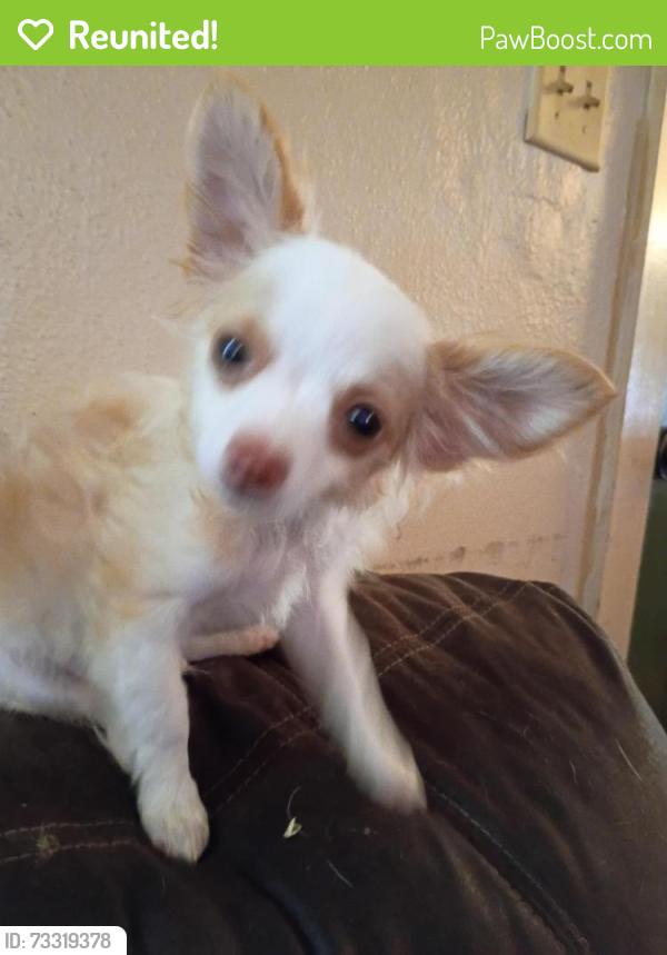Reunited Male Dog last seen E center st, Kingsport, TN 37660
