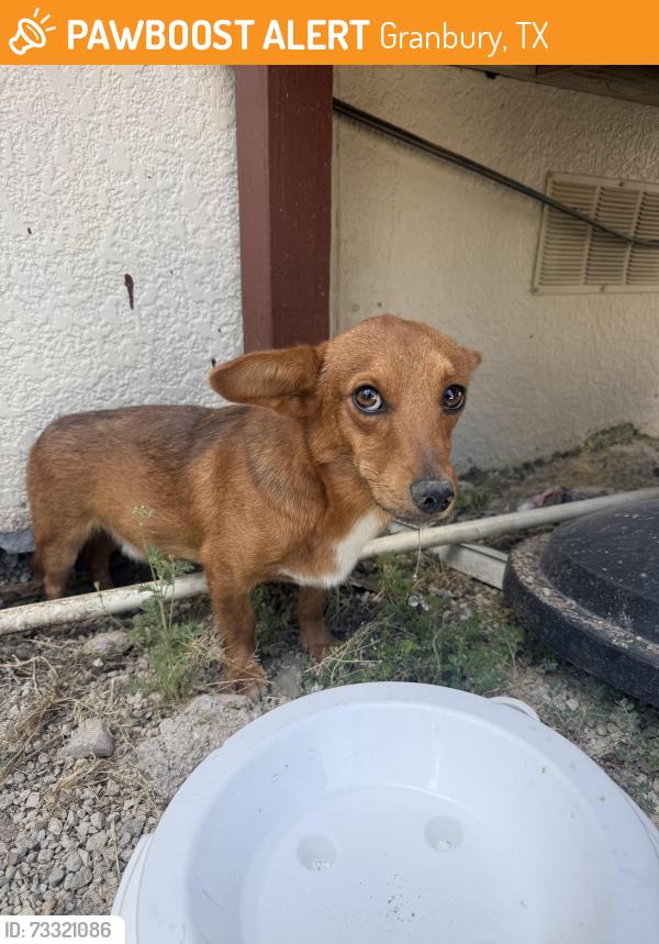 Found/Stray Male Dog last seen Preferred Modular Homes, Granbury, TX 76048