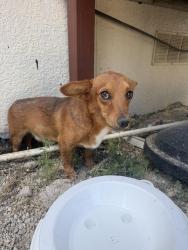Found/Stray Male Dog last seen Preferred Modular Homes, Granbury, TX 76048
