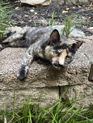 Reunited Female Cat last seen Chamblee Dunwoody Road, Brookhaven, GA 30319