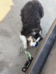 Reunited Male Dog last seen cerezo dr, terramar beach, Carlsbad, CA 92008