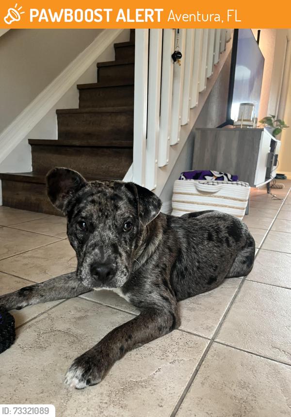 Found/Stray Male Dog last seen Puppy found today by the Starbucks of Biscayne Boulevard and NE 135th Street., Aventura, FL 33180