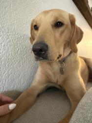 Reunited Female Dog last seen Elderberry street sw & 189th loop sw, Rochester, WA 98579