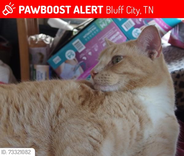 Lost Male Cat last seen Tri cities flea mkt across hey 11E, Bluff City, TN 37686