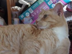 Lost Male Cat last seen Tri cities flea mkt across hey 11E, Bluff City, TN 37686