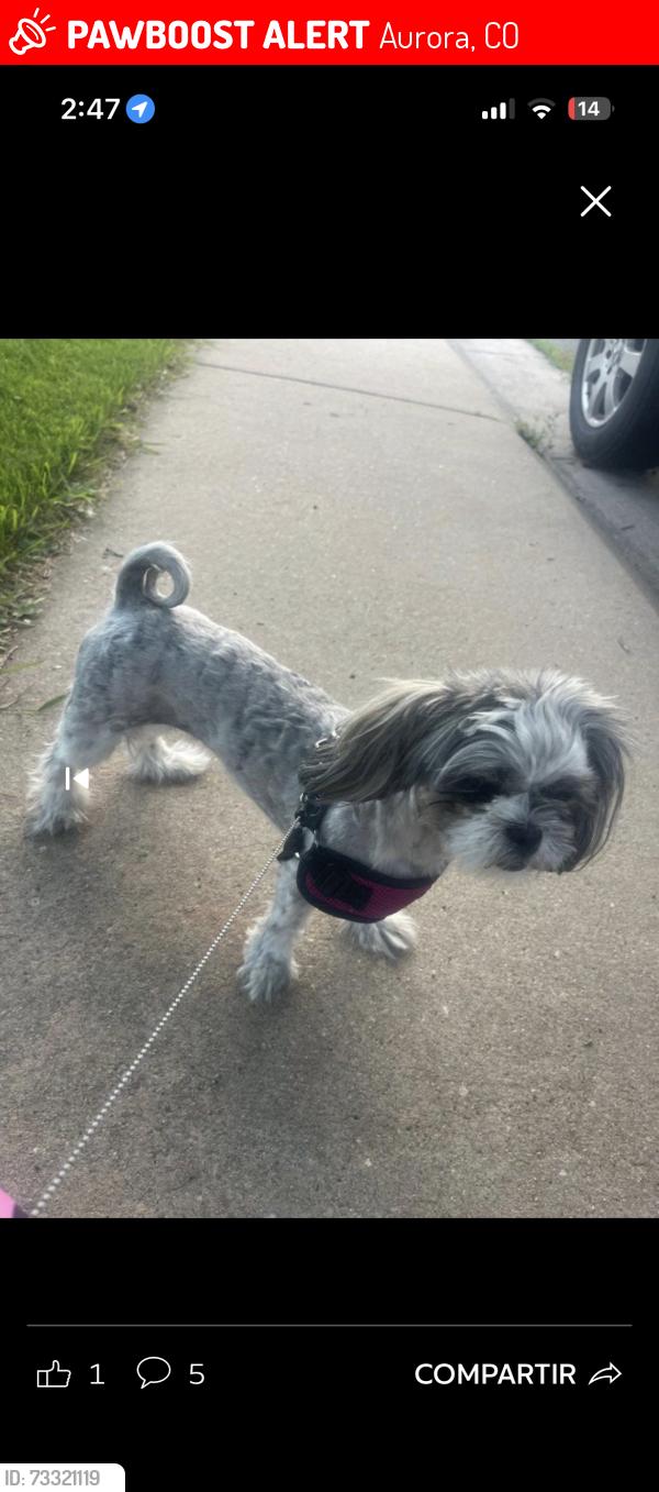 Lost Female Dog last seen E 21 st cr y E Carmel cir, Aurora, CO 80011
