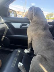 Reunited Female Dog last seen Nelson Avenue, City of Industry, CA 91744
