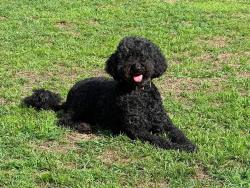 Lost Female Dog last seen County Line Rd, Fayetteville, NC 28306