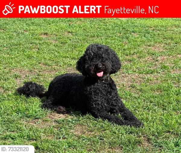 Lost Female Dog last seen County Line Rd, Fayetteville, NC 28306