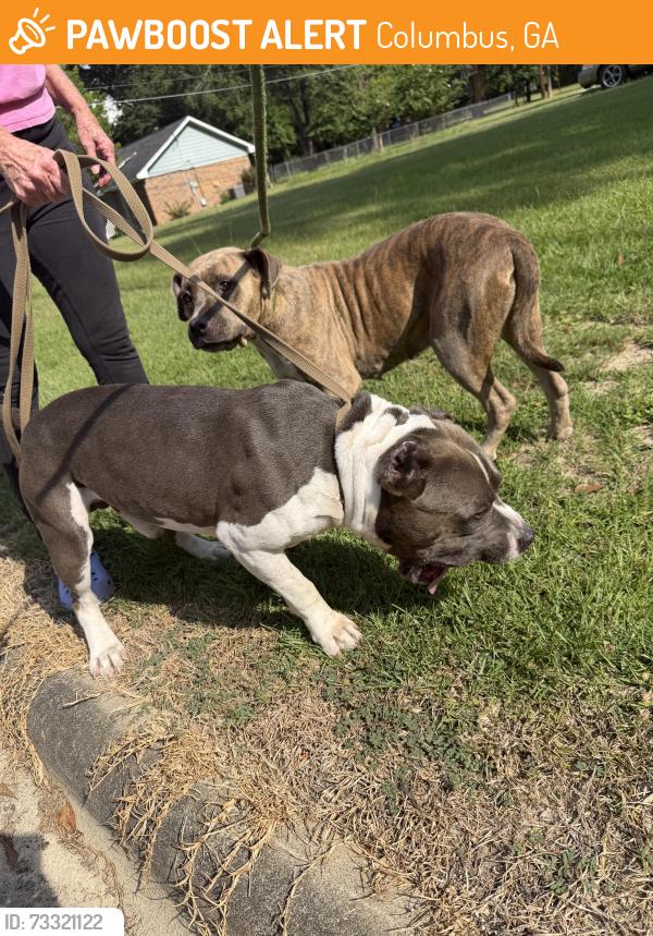 Found/Stray Unknown Dog last seen Mulberry Drive / Morris Road, Columbus, GA 31907