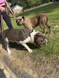 Found/Stray Unknown Dog last seen Mulberry Drive / Morris Road, Columbus, GA 31907