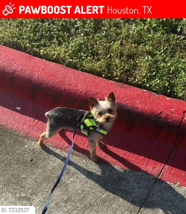 Lost Male Dog last seen The Henry at New Forest, Houston, TX 77049