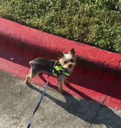 Lost Male Dog last seen The Henry at New Forest, Houston, TX 77049