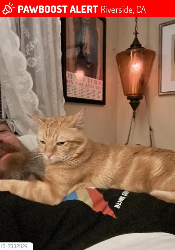 Lost Male Cat last seen 12th and Pine, Riverside, CA 92501