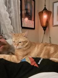 Lost Male Cat last seen 12th and Pine, Riverside, CA 92501