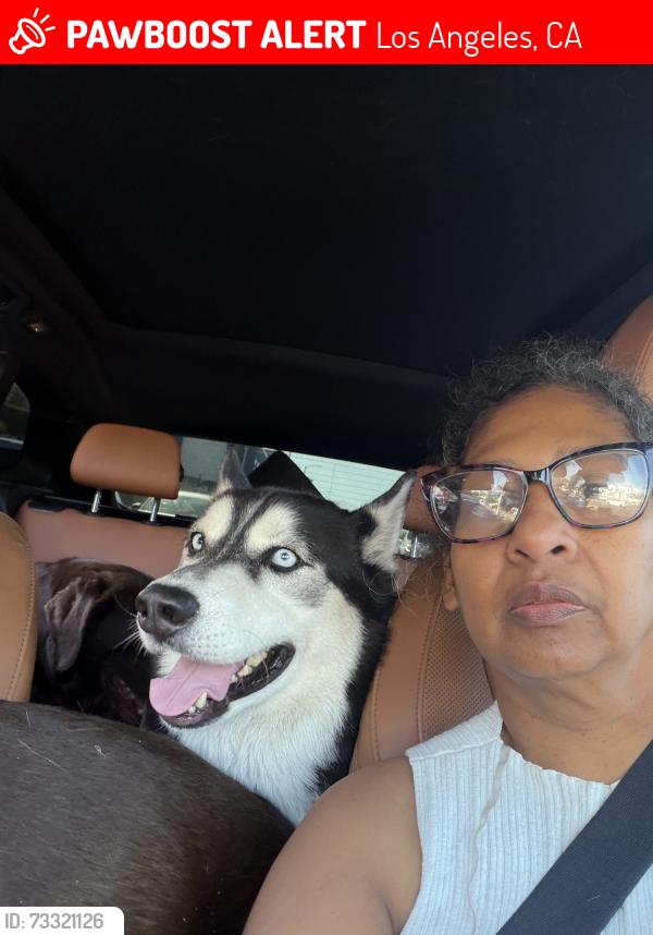 Lost Male Dog last seen Near Plata, Los Angeles, CA 90026