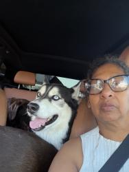 Lost Male Dog last seen Near Plata, Los Angeles, CA 90026