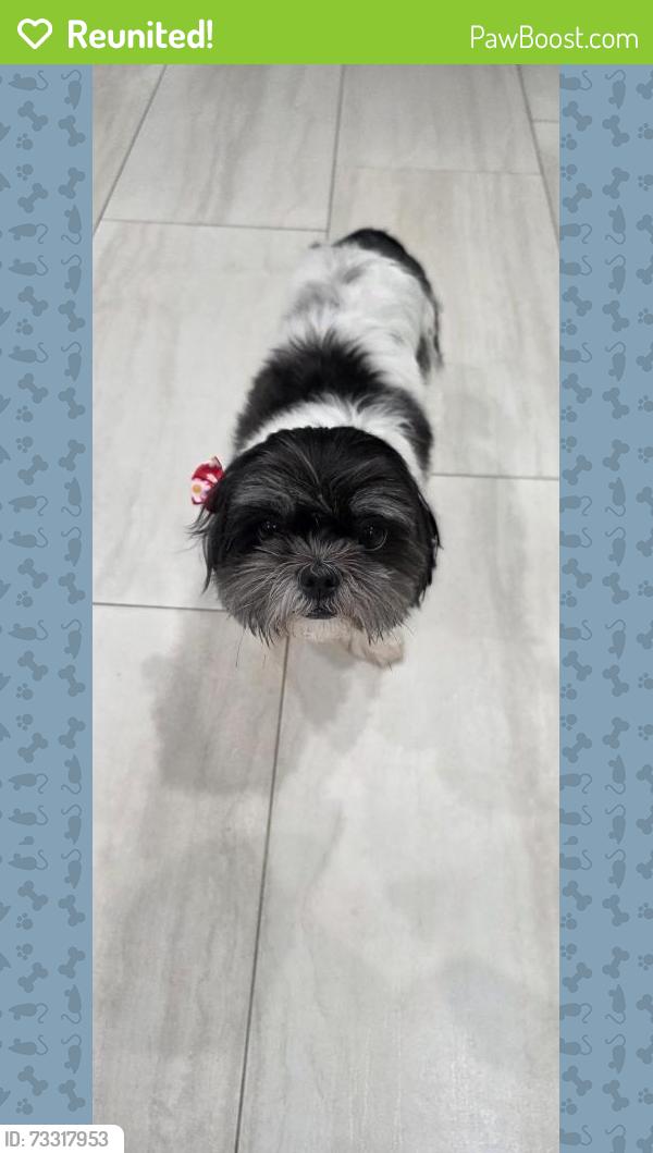 Reunited Female Dog last seen La costa dr, Orlando, FL 32807