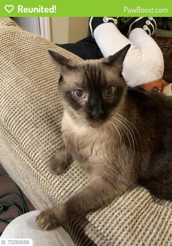 Reunited Male Cat last seen Bristol Heights apmts, Austin, TX 78754