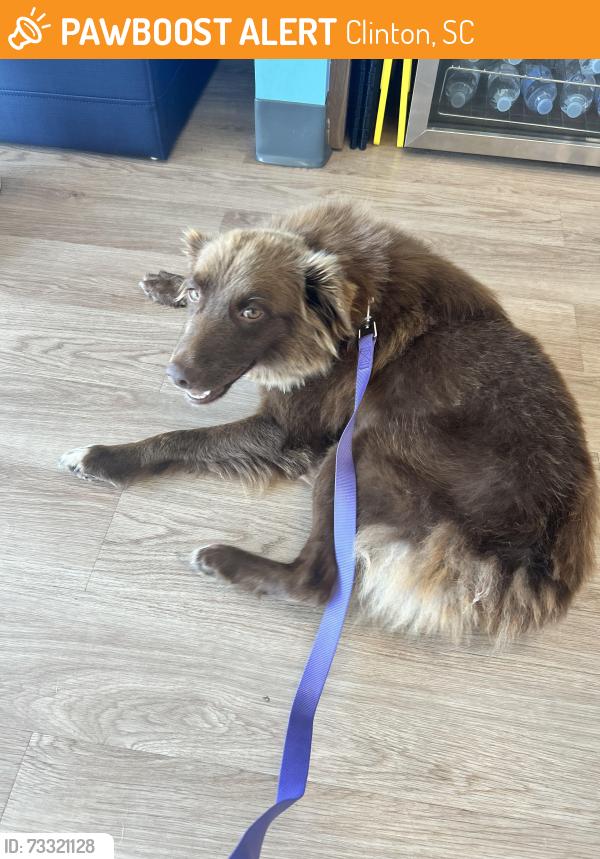 Found/Stray Female Dog last seen Exit 2 off of 385 Clinton South Carolina, Clinton, SC 29325