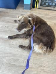Found/Stray Female Dog last seen Exit 2 off of 385 Clinton South Carolina, Clinton, SC 29325