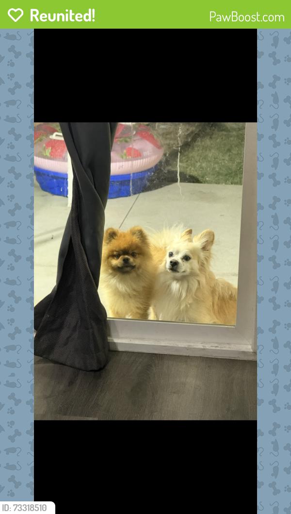 Reunited Male Dog last seen Encino, Los Angeles, CA 91316