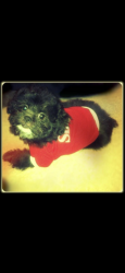 Reunited Male Dog last seen Crestwood and Whipperpool, Conyers, GA 30094