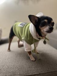 Reunited Female Dog last seen Stoddard, Kansas City, MO 64152