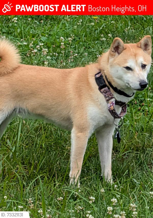Lost Female Dog last seen Rt 303, Boston Heights, OH 44264