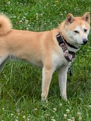 Lost Female Dog last seen Rt 303, Boston Heights, OH 44264