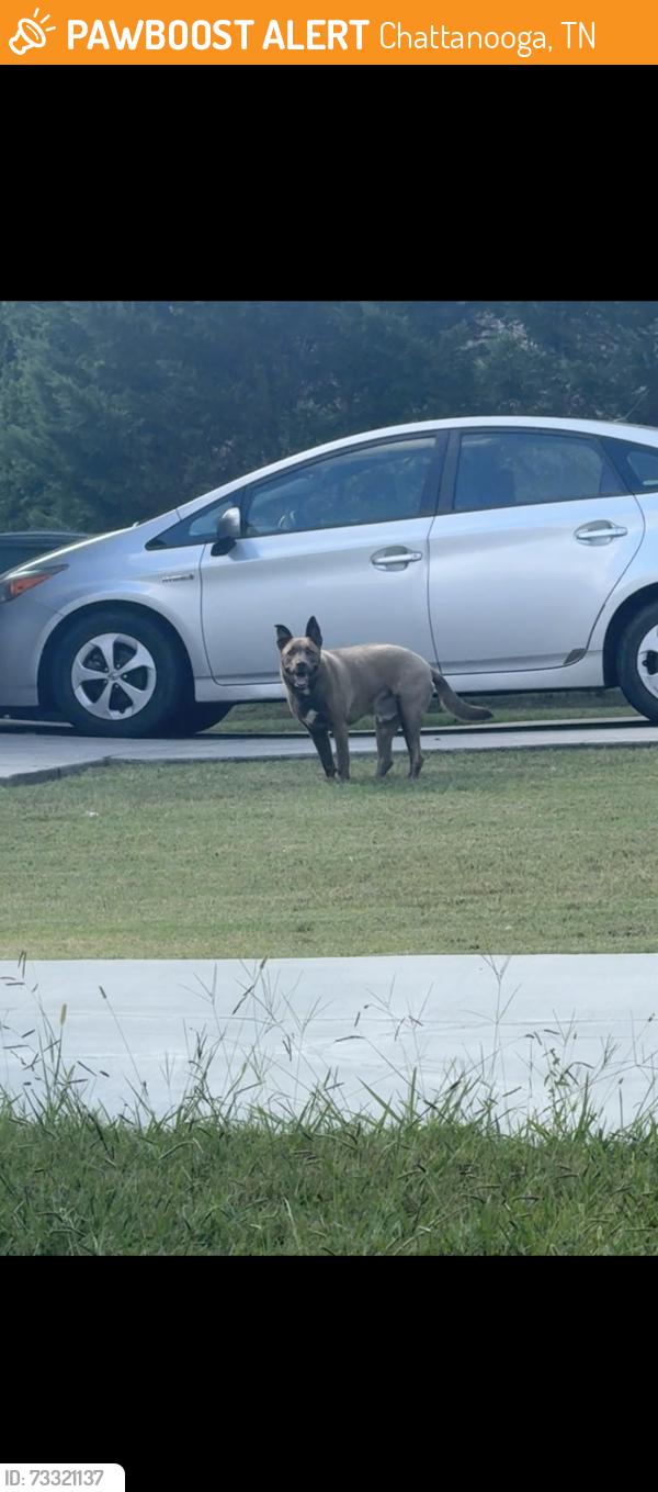 Found/Stray Male Dog last seen Harrison pike, Chattanooga, TN 37406