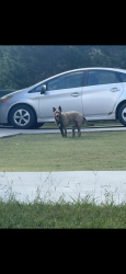 Found/Stray Male Dog last seen Harrison pike, Chattanooga, TN 37406