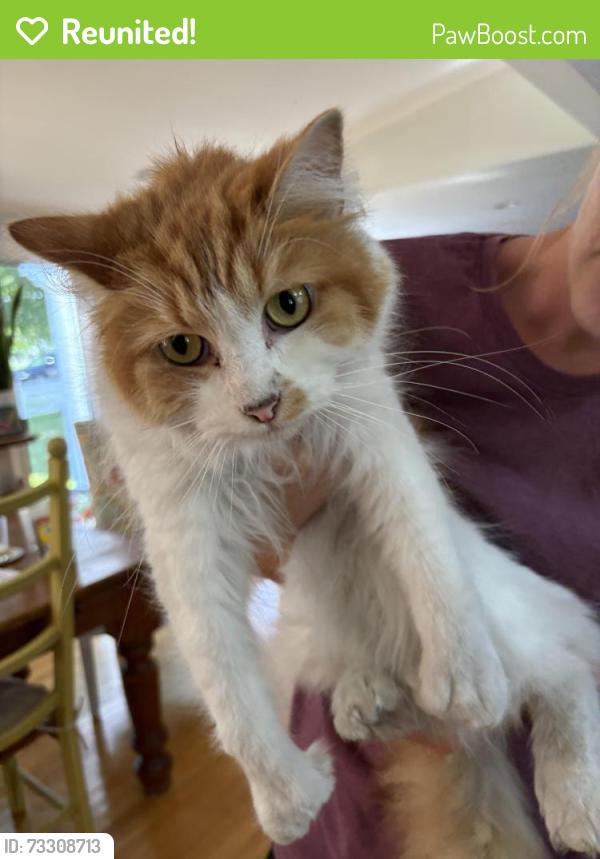 Reunited Male Cat last seen First Parish, Scituate, MA 02066