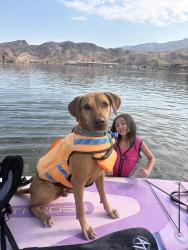 Reunited Male Dog last seen Clayton and Craig, North Las Vegas, NV 89032