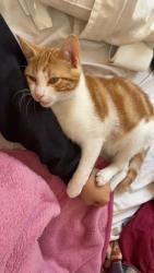 Reunited Male Cat last seen Trafalgar St, Brighton-Le-Sands NSW 2216, Australia, Brighton-Le-Sands, NSW 2216