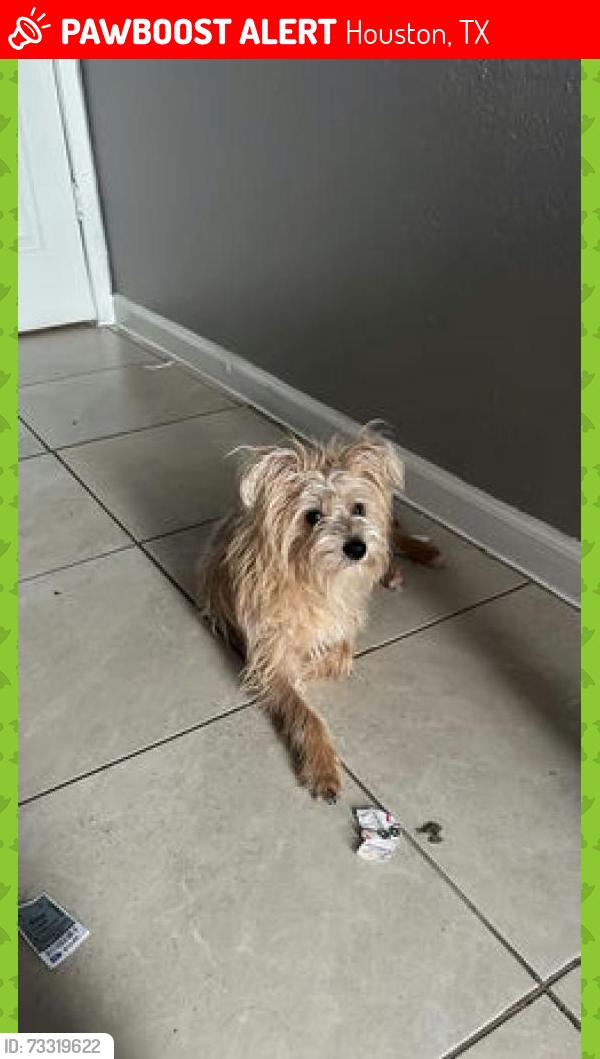 Lost Male Dog last seen Sugar Branch Dr & Forum Park Dr, Houston, TX 77036