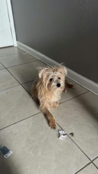 Lost Male Dog last seen Sugar Branch Dr & Forum Park Dr, Houston, TX 77036