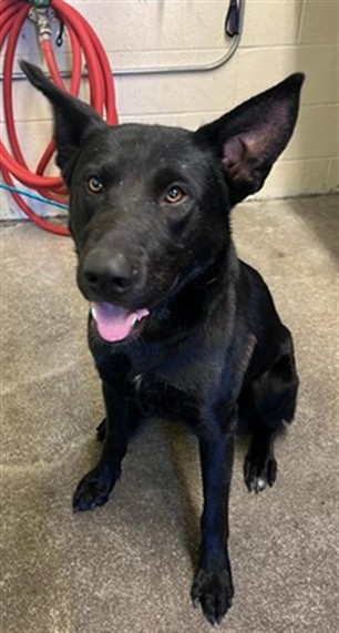 Shelter Stray Male Dog last seen WHITTIER DR & ALCOTT DR, 2127 Front St, Sacramento, CA 95818, USA